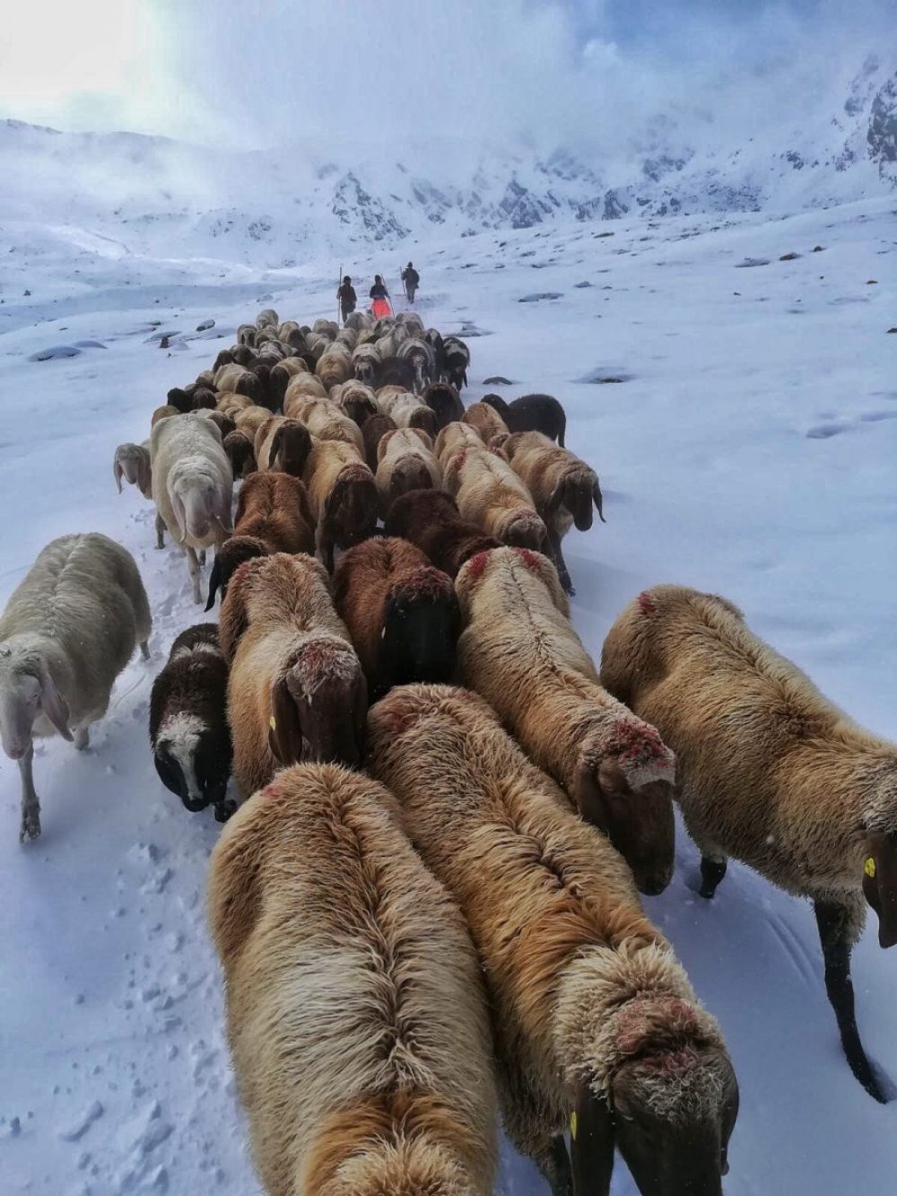 Schafabtrieb auf verschneiten Hängen im Inneren Fotschertal in der Nähe von Innsbruck, ©Thomas Brecher