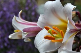 Der Botanische Garten: floraler Weltenbummel in Hötting