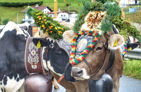 Around the mountain pasture: animal customs and traditions